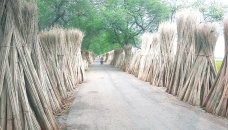 Jute sticks bring fortune to Pabna farmers