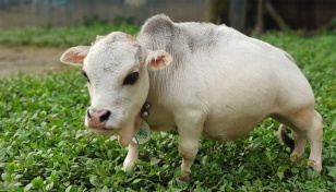 Rani becomes Guinness World Records’ ‘shortest cow ever’