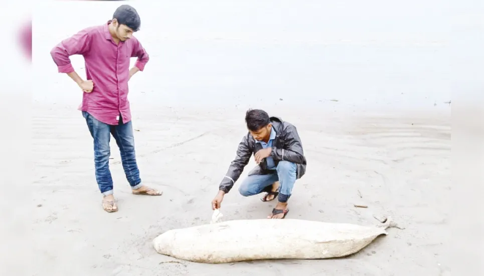 Dead Dolphin found on Kuakata beach 