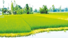 Aman rice plants growing superbly in Rangpur region 