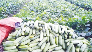 Bumper cucumber yield makes growers happy in Cumilla 