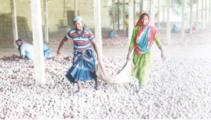 Potato farmers distraught over massive price fall 