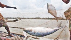 22-day ban on hilsa catching begins 