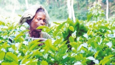 ‘Suggested minimum wage for tea workers an injustice’ 