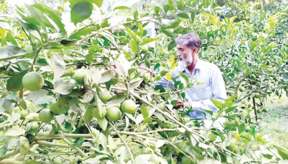 Green malta farming brings Cumilla farmer fortune 