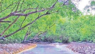 Tourism in Sundarbans to get automated 