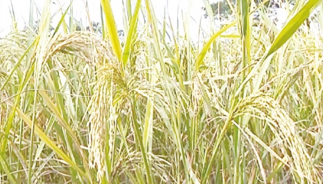 Govt’s paddy purchase target fails 