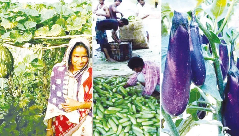 4,94,427 tonnes summer vegetables produced in Rangpur 