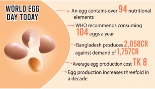 Egg: Cheap source of protein getting dearer 