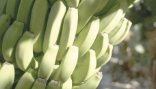 Volcanic grit, water shortage threaten La Palma’s bananas 