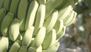 Volcanic grit, water shortage threaten La Palma’s bananas 