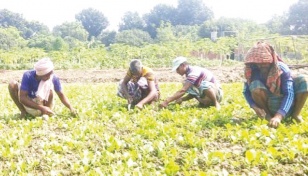 Farmers busy growing early winter vegetables 