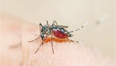 Dengue hospitalisation surpasses 20,000 