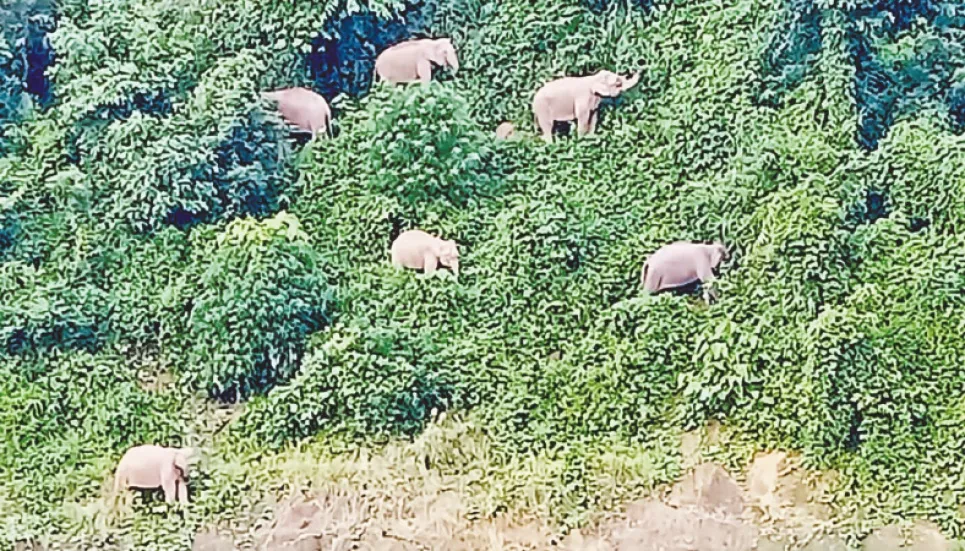 Human-elephant conflict rising in Rangamati  