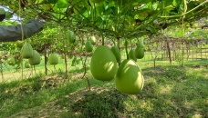 Moulvibazar farmers get success in bottle gourd farming