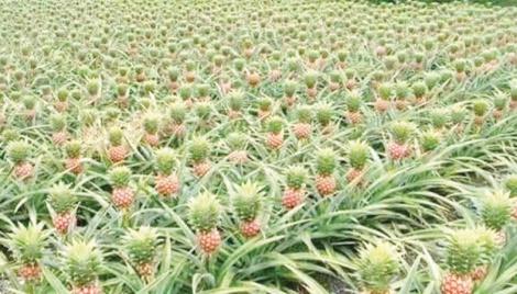 Pineapple cultivation gaining ground in Mymensingh 