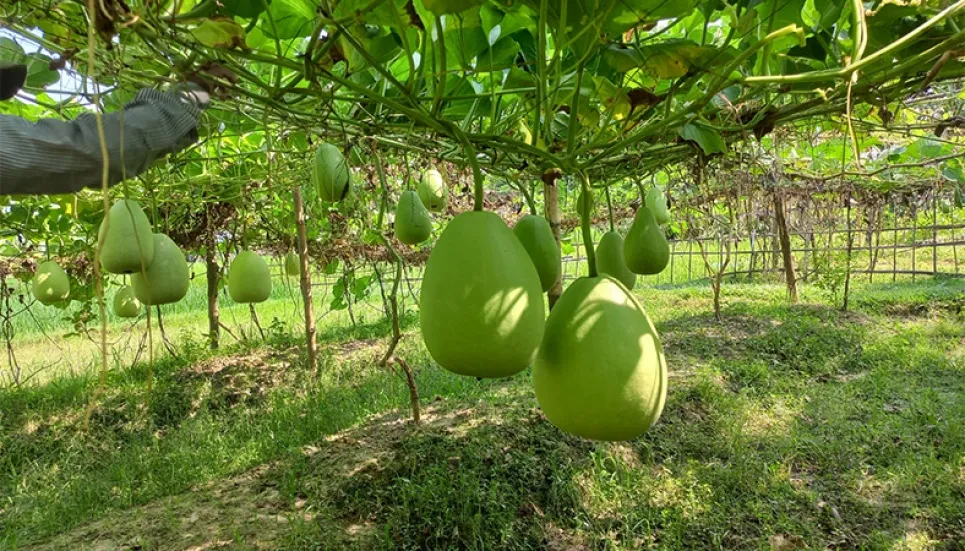 Moulvibazar farmers get success in bottle gourd farming