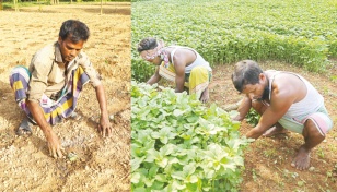 Early winter vegetable farming picks up speed 