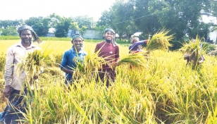 BINA-17 yield delights Naogaon farmers 