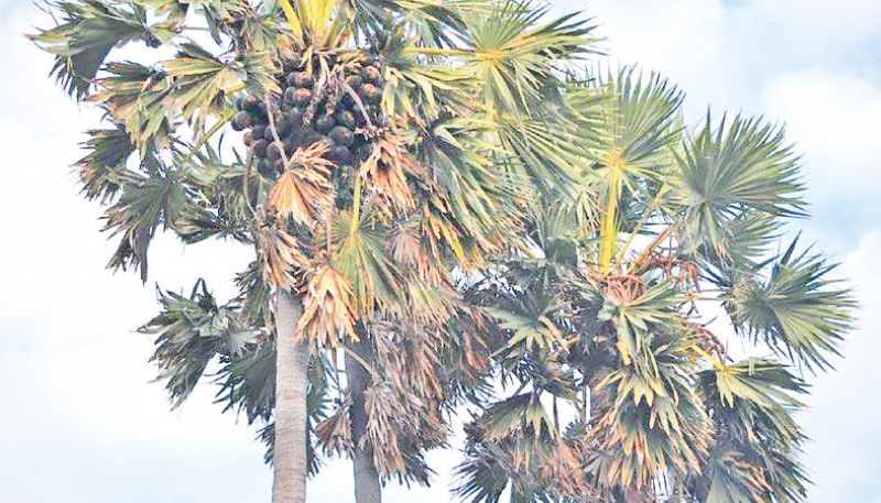 Palm trees absorb lightning saving human lives: BMDA Chairman - The  Business Post