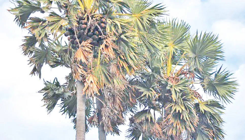 Palm trees absorb lightning saving human lives: BMDA Chairman 