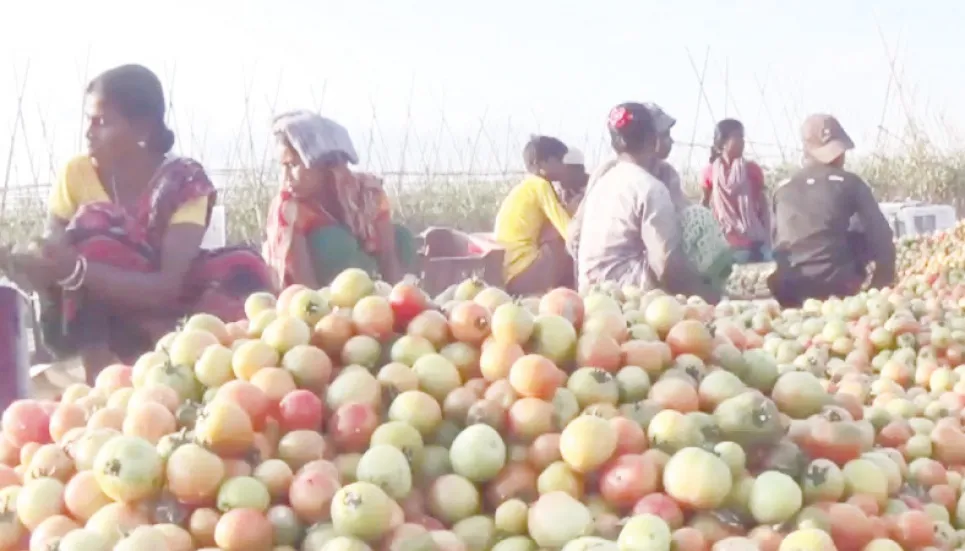 Grafting method increases tomato yield in Moulvibazar 