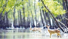 Experts call for wildlife census in Sunderbans to halt extinction crisis 