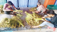 Growing vegetable export revives Cumilla farmers’ hopes 