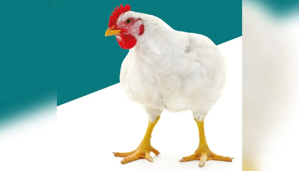 Farm chicken prices soar riding on pent-up demand 