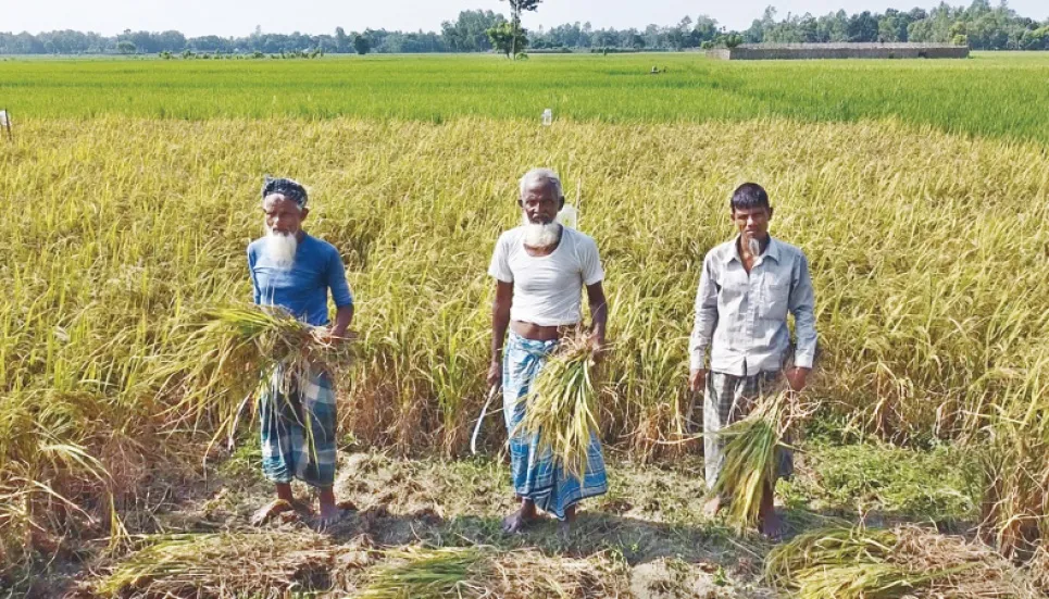 BINA Dhan-17 brings hope for paddy growers 