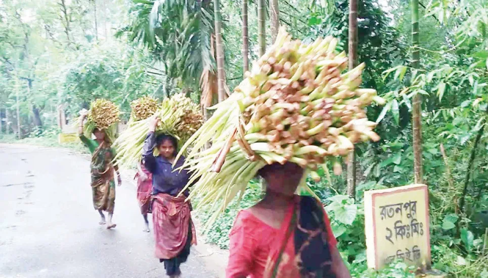 Arum lobe boon for Joypurhat farmers