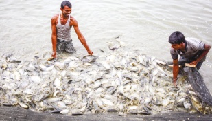 Homestead pond fish farming boosts income in haors 