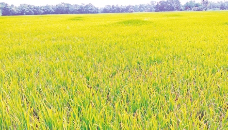 Lack of rain puts Moulvibazar Aman farmers in hot water 