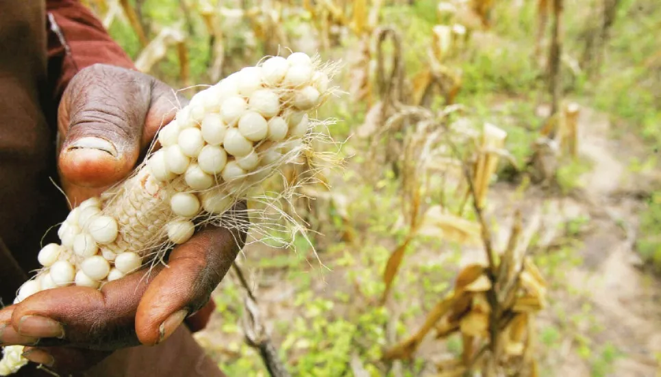 Climate change to force crop switch for small farmers: Experts 