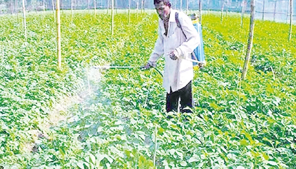 Rangpur region eyes 23 lakh tonnes of potato production 