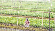 Floating farms, salt-resistant rice: Bangladeshis adapt to survive 