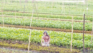 Floating farms, salt-resistant rice: Bangladeshis adapt to survive 