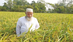 Bumper Bina Dhan yield brings smiles to farmers 