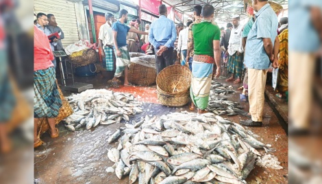 Hilsa floods Barishal markets as ban ends 