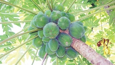 Papaya cultivation gaining popularity