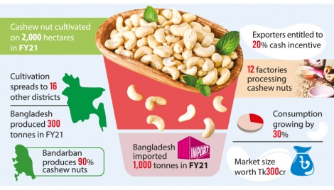 Bangladesh out to cash in on cashew nut