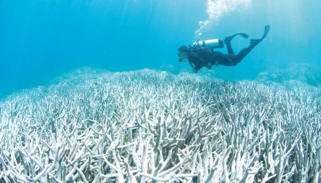 The planet losing its coral reefs - The Business Post