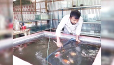 Gaibandha’s Biplob finds success in aquarium fish farming 