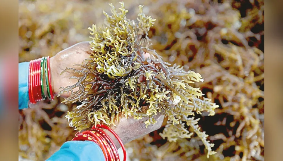 ‘Seaweed farming can transform Bangladesh’s blue economy’ 