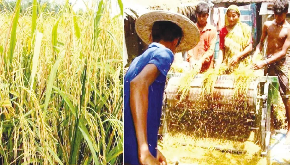 Short duration rice harvest creates jobs for labourers 