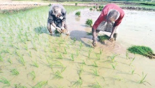 Aman paddy harvesting begins