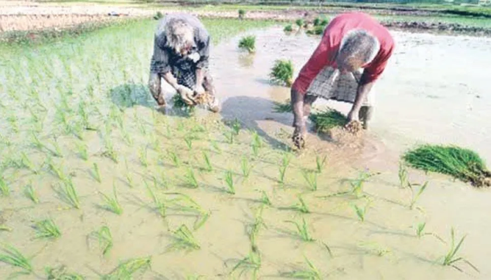 Aman paddy harvesting begins