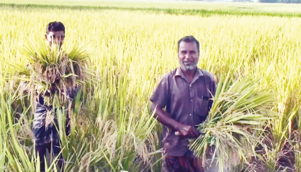 Aman harvesting going on in full swing 