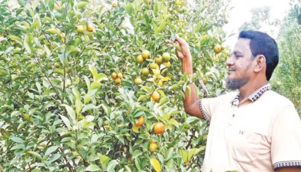 Commercial orange farming gains popularity 