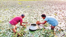 Bogura farmer finds success in water chestnut cultivation 